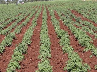 Shamba la viza huko Nyandarua