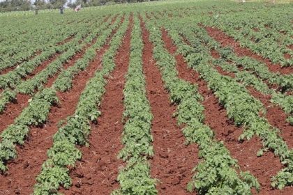 Shamba la viza huko Nyandarua